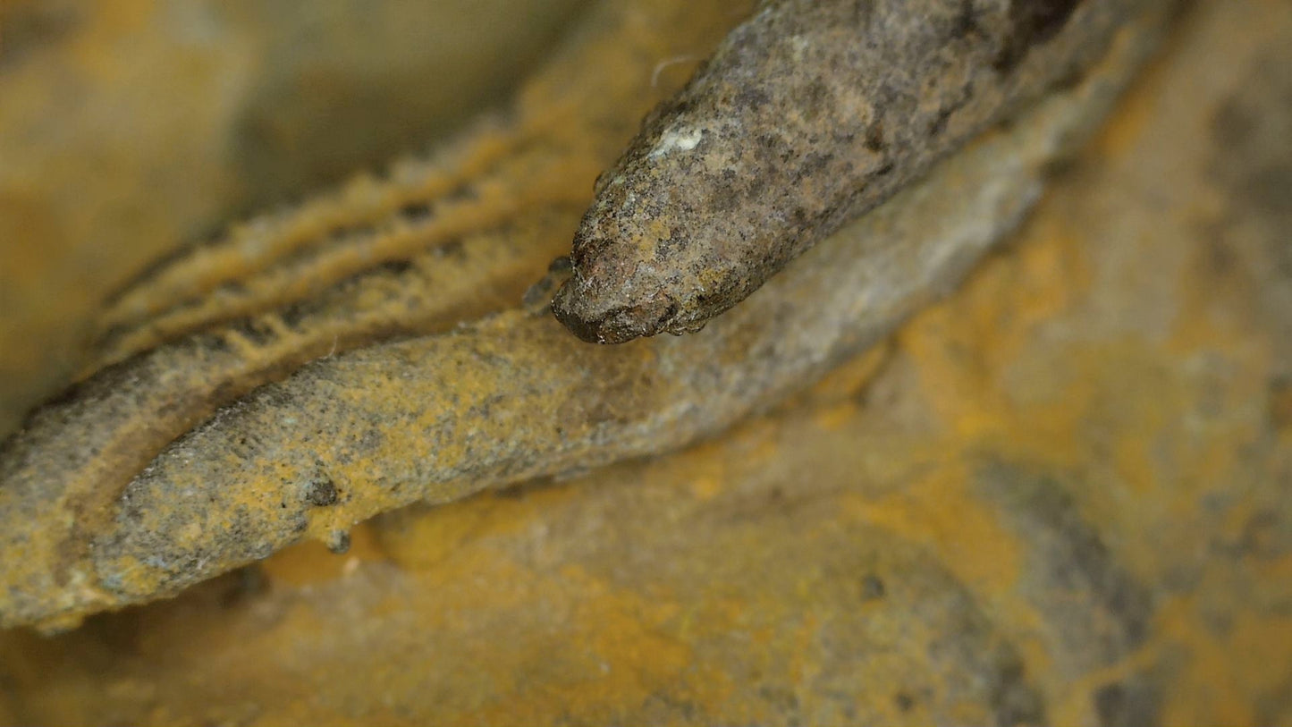 Macro study of aged lacquer, gilding remnants and patina on the Ayutthaya Buddha, view 09