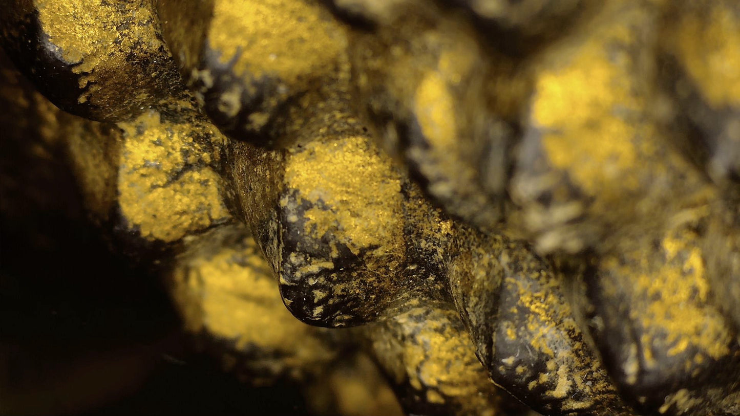 Microscopic view of gilding traces among the hair curls of the Burmese reclining Buddha