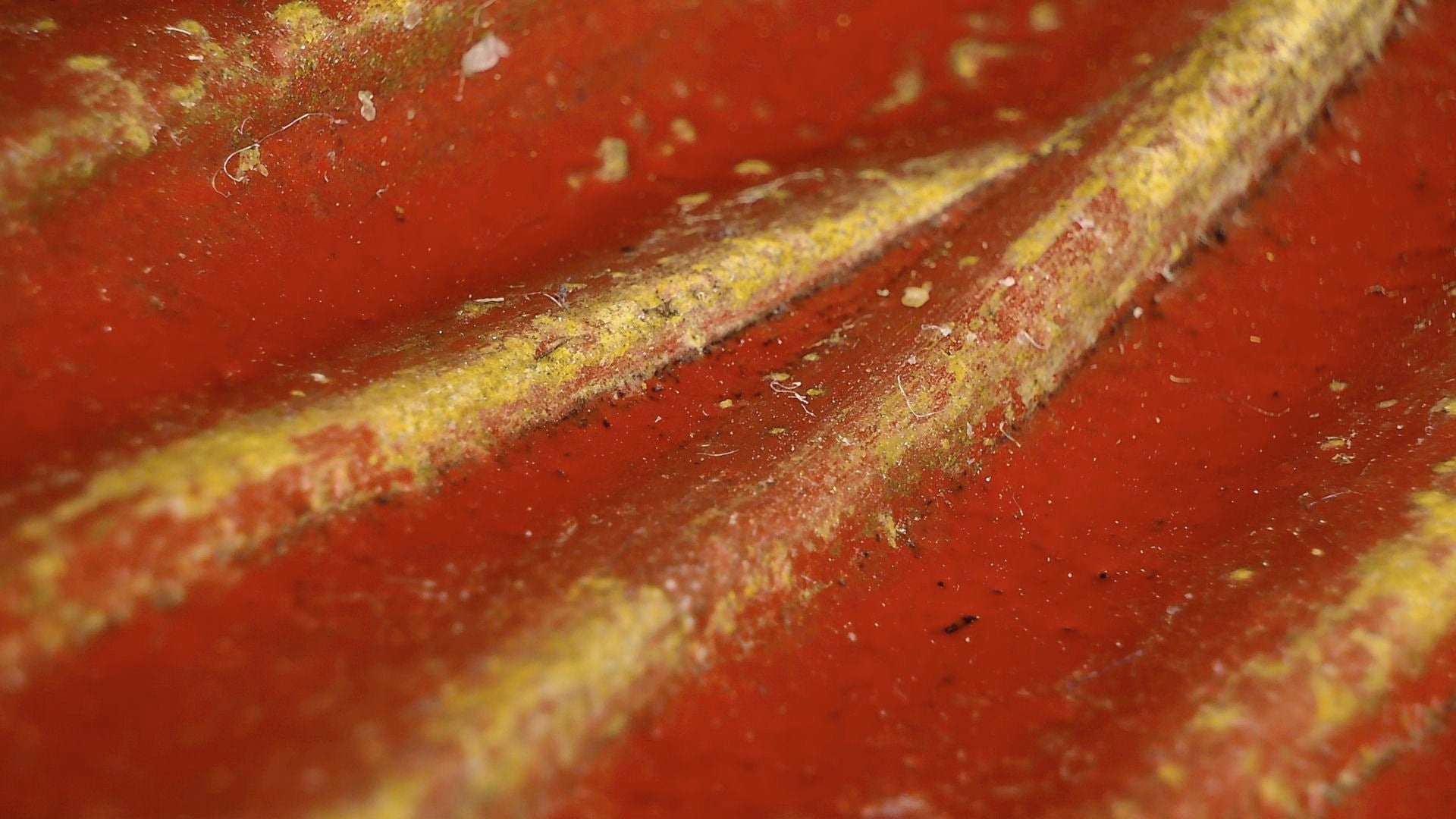 Microscopic view of red lacquer, a robe fold and gilding traces on the Burmese reclining Buddha