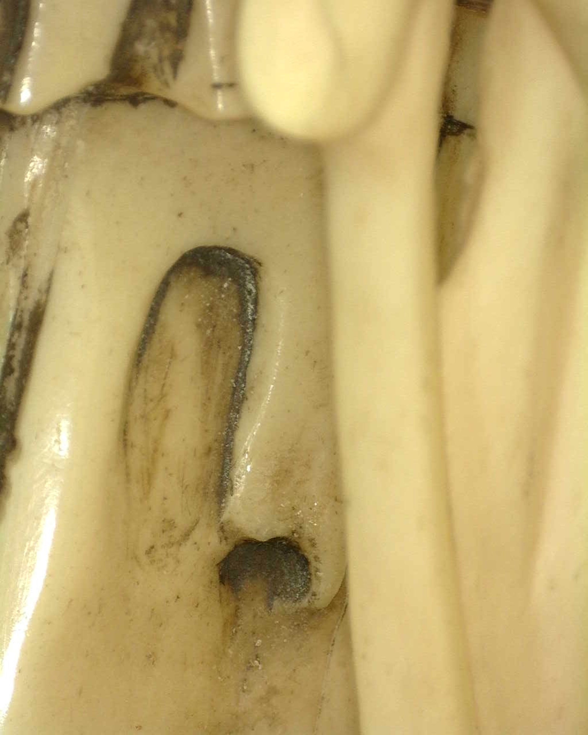 Chinese Guanyin Avalokiteshvara in carved bone, attributed to the Late Qing period